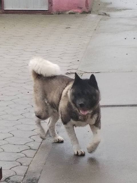 Američka Akita, parenje